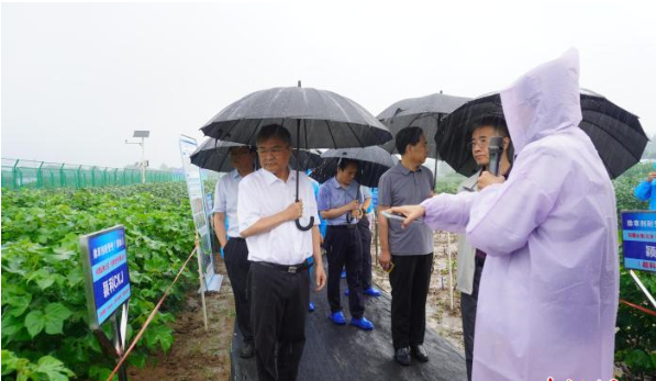 第四届农作物转化体性状对比试验（河南）现场观摩在新乡举行